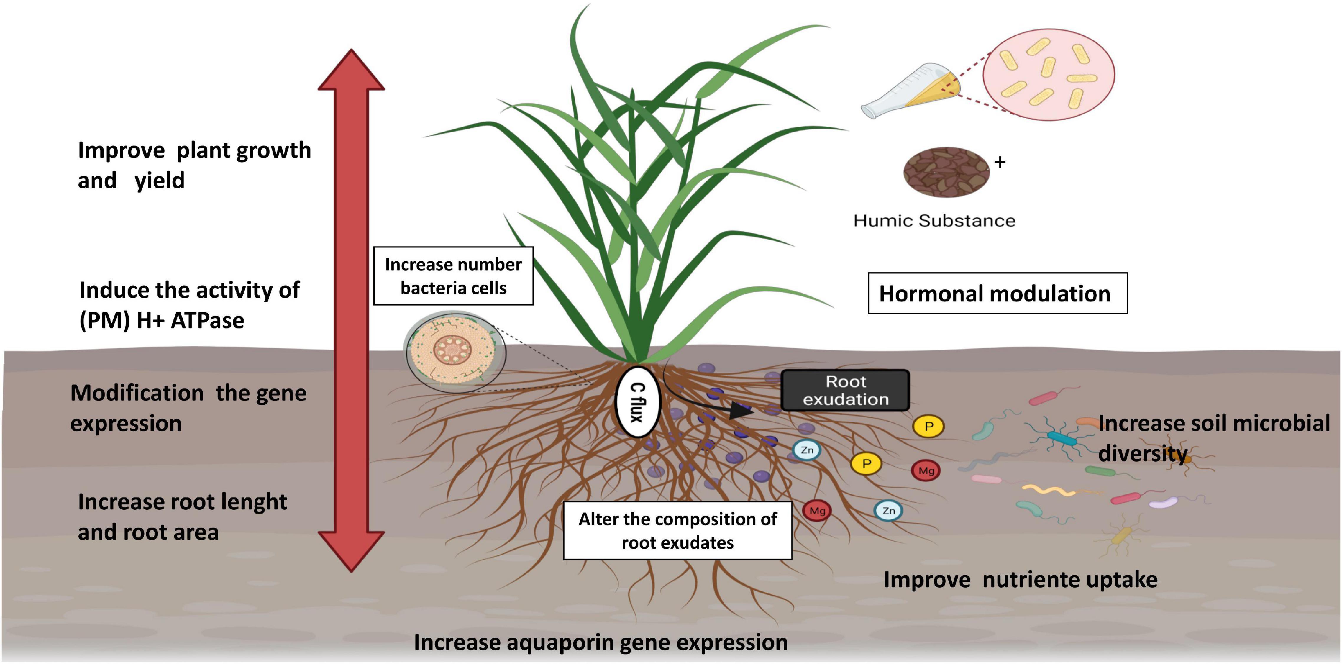 Phân Humic Tác dụng và cách sử dụng