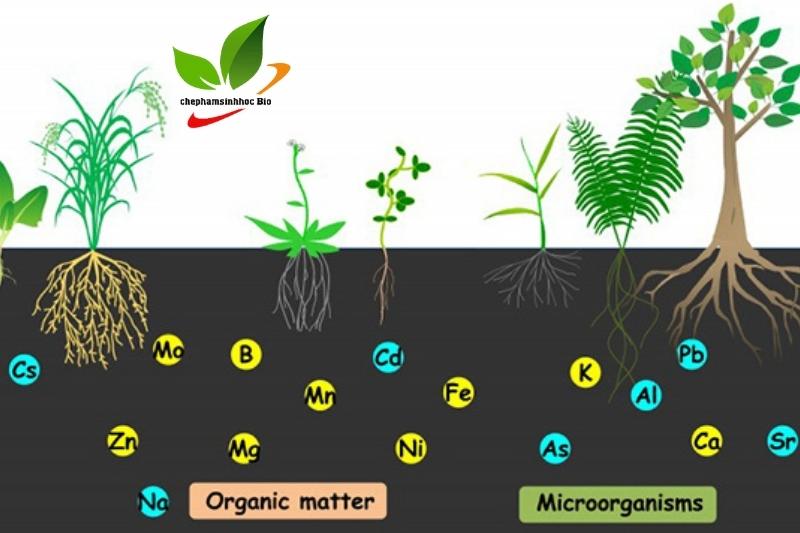 Sự Tương Tác giữa Humic Substances và Microorganisms trong Đất