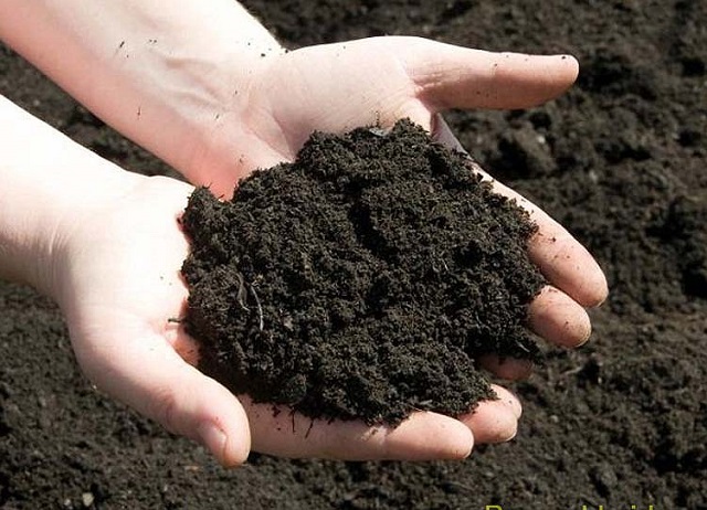 Lưu ý khi sử dụng Axit Humic để tránh gây hại đến cây trồng và môi trường