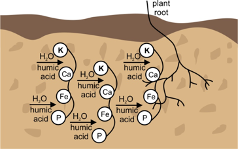 Vì sao Humic Substances quan trọng đối với nông nghiệp bền vững?