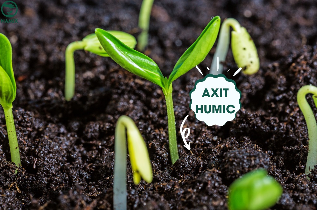 Acid humic và cải thiện sự thống thoáng của đất