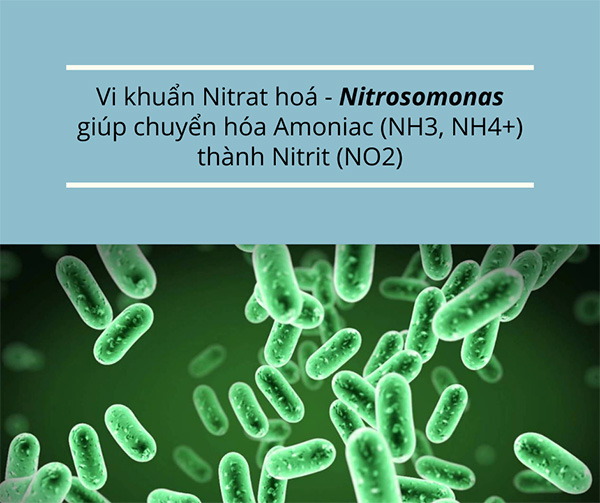 Acid humic và giảm sự phát triển của vi khuẩn nitrat trong đất