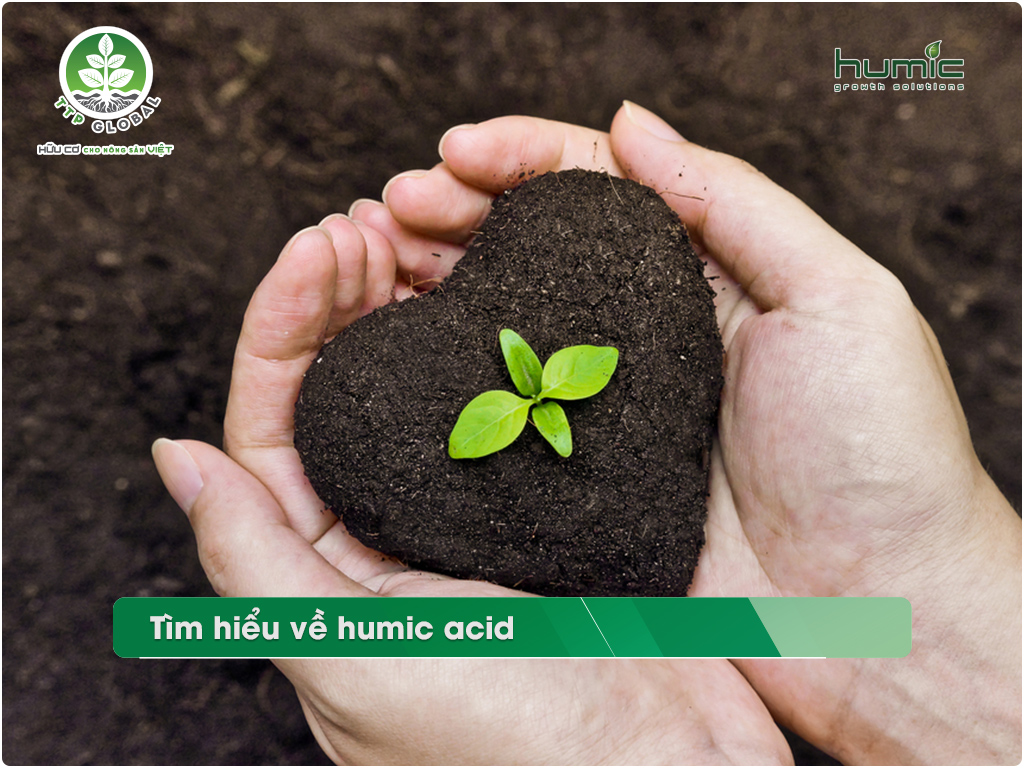 Acid humic và phát triển rễ cây