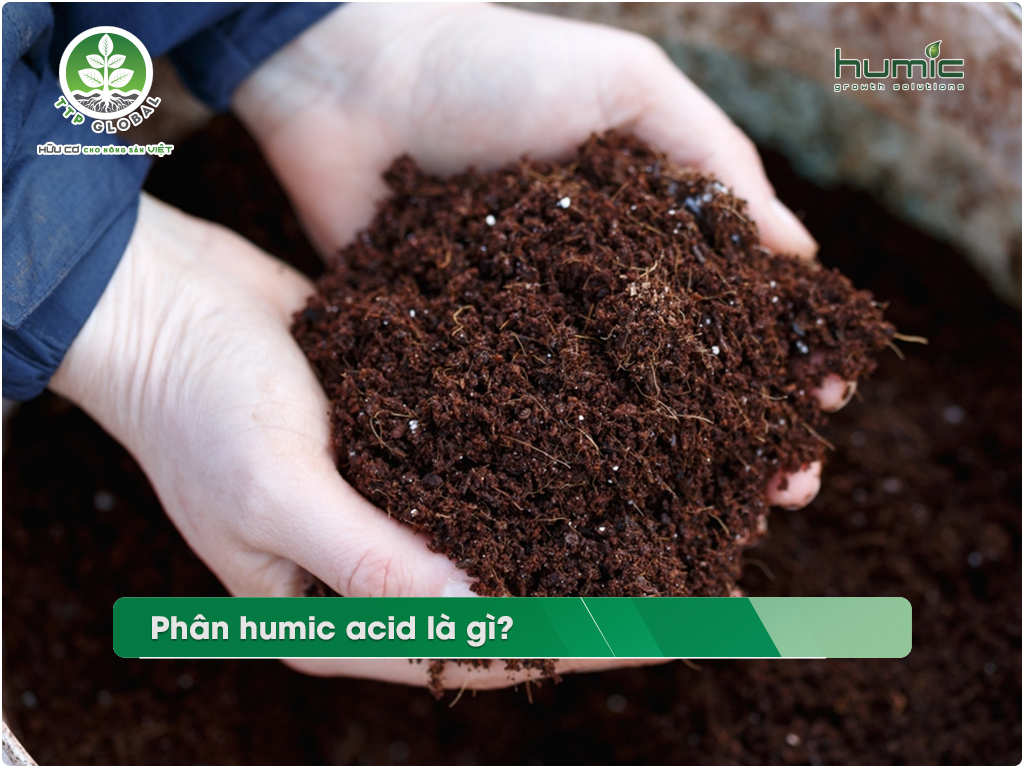 Acid humic và ứng dụng trong nông nghiệp bền vững