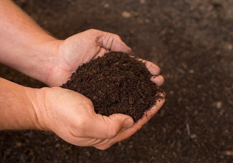 Humic acid và cây trồng hữu cơ: Sự kết hợp hoàn hảo