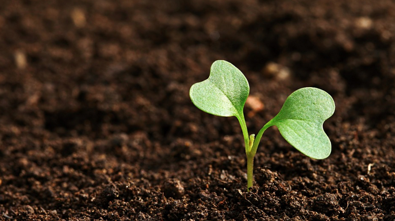 Ứng dụng acid humic trong chăm sóc rễ cây Ứng dụng acid humic trong chăm sóc rễ cây