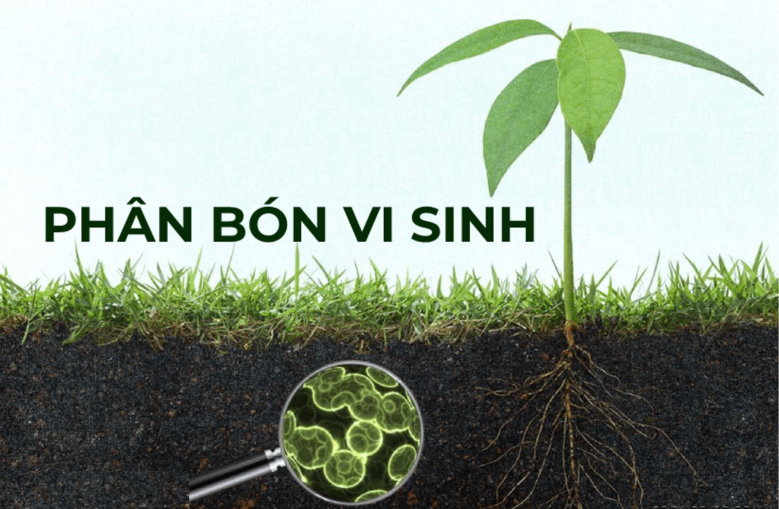 Sự ảnh hưởng của fulvic đối với quá trình hình thành đất và việc duy trì độ phì nước.