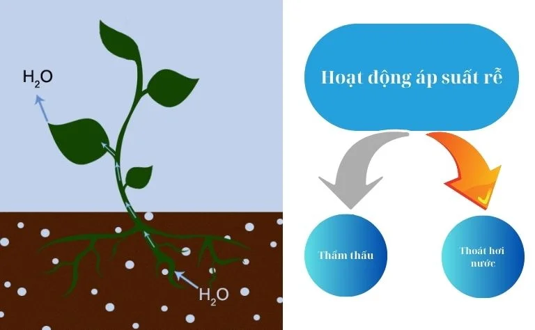 Tối ưu hóa sự trao đổi khí trong đất với acid humic